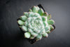 Echeveria setosa var. deminuta