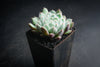 Echeveria setosa var. deminuta