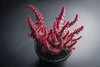 Crassula capitella ssp. thyrsiflora (The Pyramid Plant)