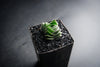 Crassula Buddha's Temple