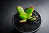 Crassula nudicaulis var. platyphylla