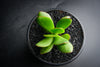 Crassula nudicaulis var. platyphylla