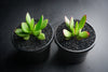 Crassula nudicaulis var. platyphylla