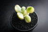 Cotyledon Tomentosa 'Bear's Paws' variegata (WHITE)(XS)