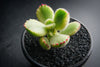 Cotyledon Tomentosa 'Bear's Paws' variegata (WHITE)(XS)