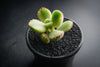 Cotyledon Tomentosa 'Bear's Paws' variegata (WHITE)(XS)