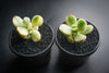 Cotyledon Tomentosa 'Bear's Paws' variegata (WHITE)(XS)