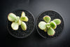 Cotyledon Tomentosa 'Bear's Paws' variegata (WHITE)(XS)