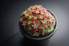 Crassula sp. transvaal drakensberg