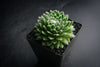Sempervivum 'Tiny Tots' (w/pup)
