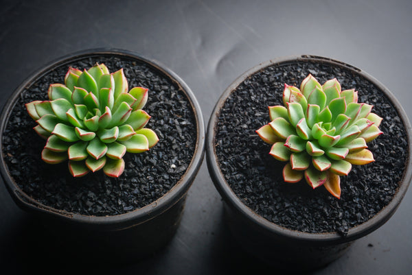 darley dale succulent xSedeveria 'Darley Dale' (1 X CUTTING) – LET LOVE GROW (Succulent & Cactus)