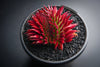 Sempervivum 'Pacific Red Rose' CREST