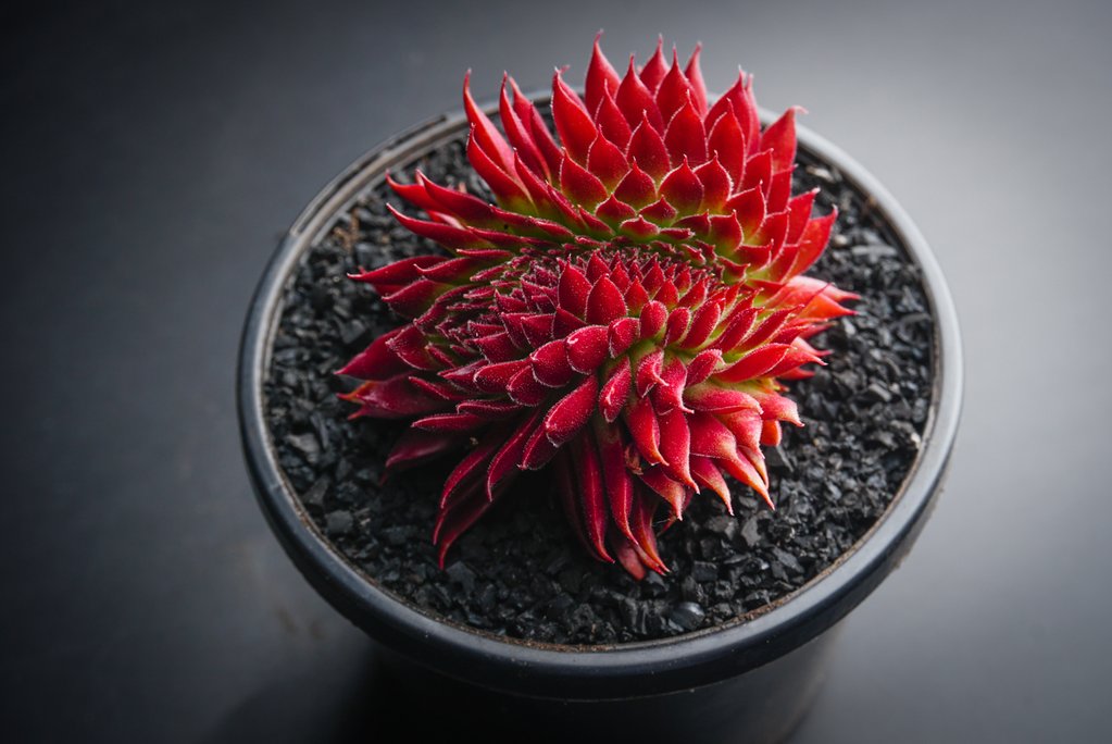 Sempervivum 'Pacific Red Rose' CREST