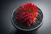 Sempervivum 'Pacific Red Rose' CREST