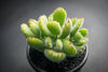 Cotyledon Tomentosa 'Bear's Paw'