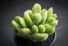 Cotyledon Tomentosa 'Bear's Paw'