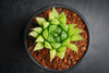 Haworthia cooperi var. leightonii (1 x PUP)