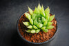 Haworthia cooperi var. leightonii (1 x PUP)