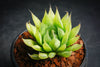 Haworthia cooperi var. leightonii (1 x PUP)