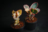 Kalanchoe fedtschenkoi 'Variegata' ( 1 X CUTTING )