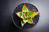 Echeveria agavoides 'Lipstick'
