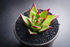 Echeveria agavoides 'Lipstick'