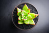 Echeveria agavoides 'Lipstick'
