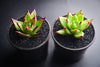Echeveria agavoides 'Lipstick'