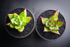 Echeveria agavoides 'Lipstick'