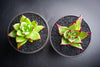 Echeveria agavoides 'Lipstick'