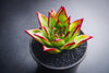 Echeveria agavoides 'Lipstick'