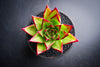 Echeveria agavoides 'Lipstick'