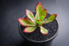 Echeveria 'Seiten-no-Tsukasa' (has mark)