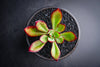 Echeveria 'Seiten-no-Tsukasa' (has mark)