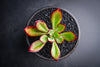 Echeveria 'Seiten-no-Tsukasa' (has mark)