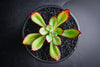 Echeveria 'Seiten-no-Tsukasa' (has mark)