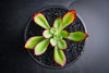 Echeveria 'Seiten-no-Tsukasa' (has mark)