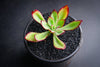 Echeveria 'Seiten-no-Tsukasa' (has mark)
