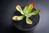 Echeveria 'Seiten-no-Tsukasa' (has mark)