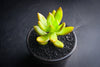 Sedum adolphii (has mark)