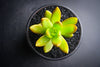 Sedum adolphii (has mark)