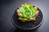 Echeveria 'Yamatoren'