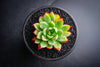 Echeveria 'Yamatoren'