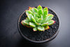 Echeveria 'Yamatoren'