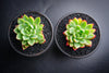 Echeveria 'Yamatoren'