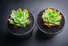 Echeveria 'Yamatoren'