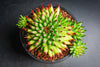 Sempervivum 'Pittoni'