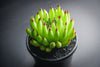 Sempervivum 'Pittoni'