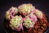 Echeveria setosa 'Glitters'