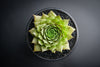 Sempervivum 'Silverine'